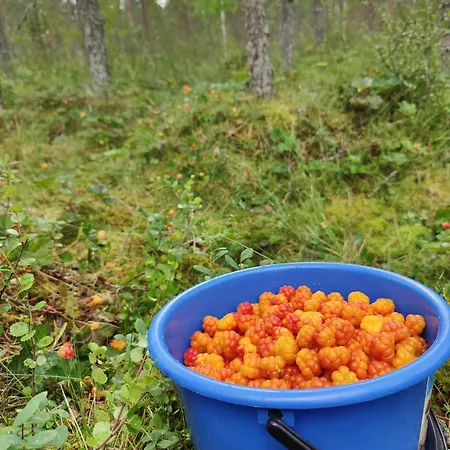 Koskela